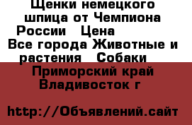 Щенки немецкого шпица от Чемпиона России › Цена ­ 50 000 - Все города Животные и растения » Собаки   . Приморский край,Владивосток г.